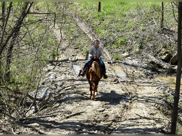 Altri pony/cavalli di piccola taglia Castrone 10 Anni 112 cm Sauro scuro in Fresno