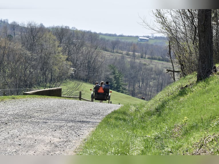 Altri pony/cavalli di piccola taglia Castrone 10 Anni 112 cm Sauro scuro in Fresno
