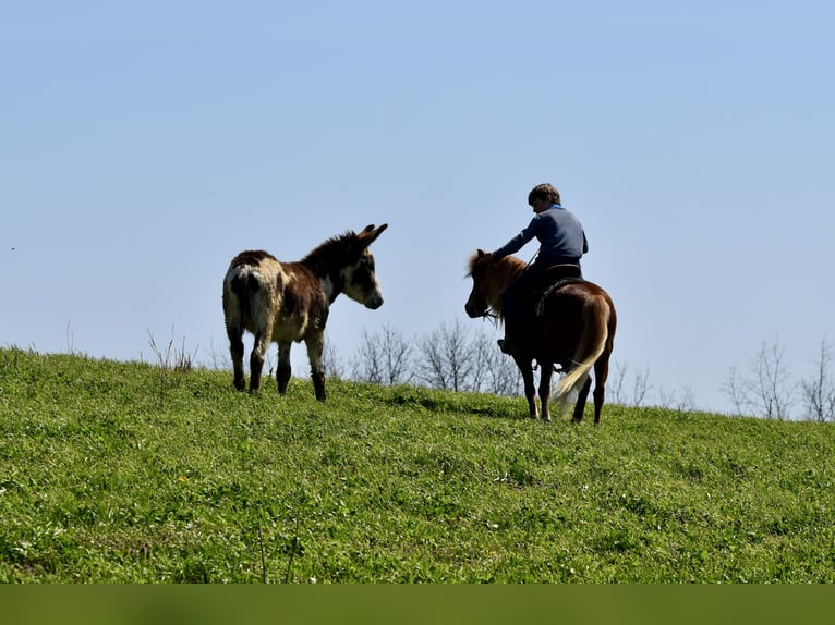 Altri pony/cavalli di piccola taglia Castrone 10 Anni 112 cm Sauro scuro in Fresno