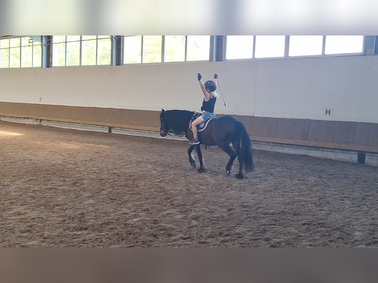 Altri pony/cavalli di piccola taglia Mix Castrone 10 Anni 122 cm Baio in Warstein