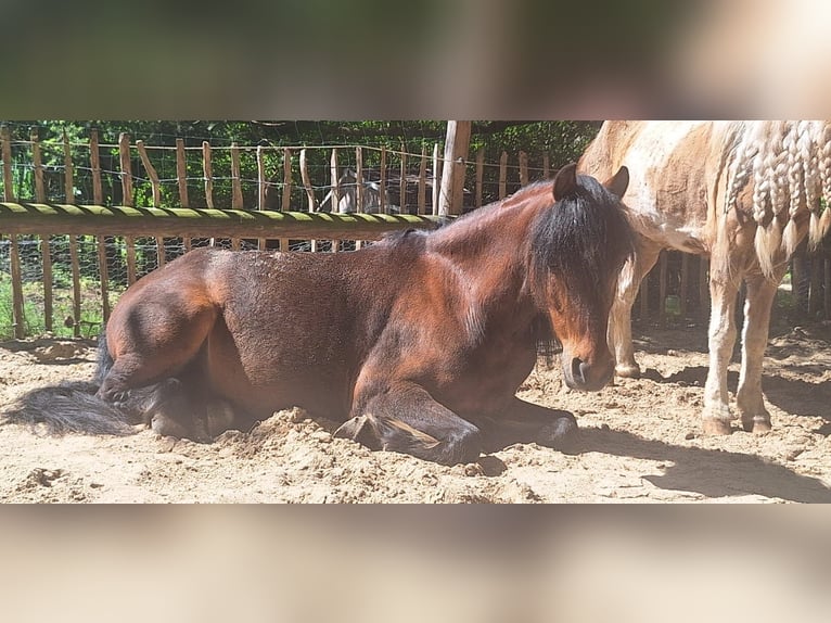 Altri pony/cavalli di piccola taglia Mix Castrone 10 Anni 122 cm Baio in Warstein