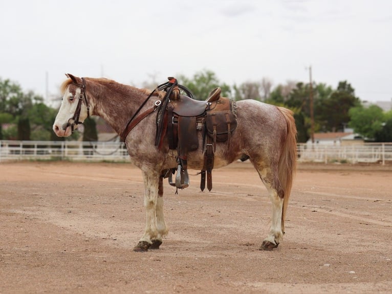 Altri pony/cavalli di piccola taglia Castrone 10 Anni 122 cm Roano rosso in Dallas