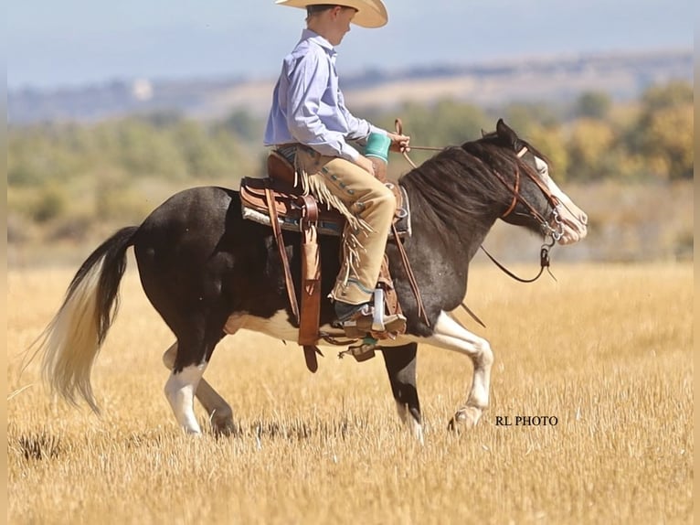 Altri pony/cavalli di piccola taglia Castrone 10 Anni 124 cm Pezzato in Hamer