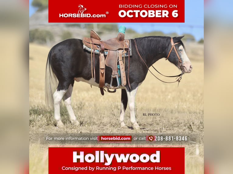 Altri pony/cavalli di piccola taglia Castrone 10 Anni 124 cm Pezzato in Hamer