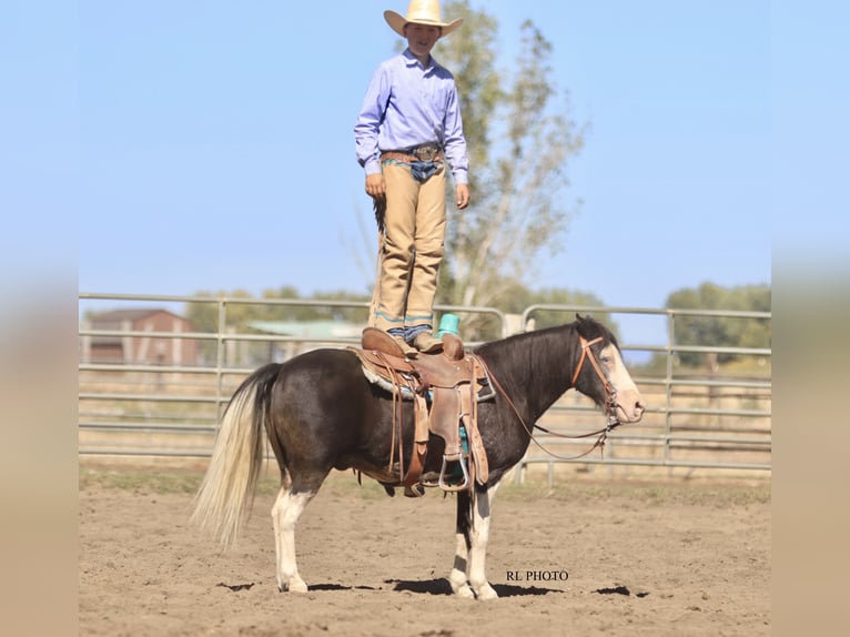 Altri pony/cavalli di piccola taglia Castrone 10 Anni 124 cm Pezzato in Hamer