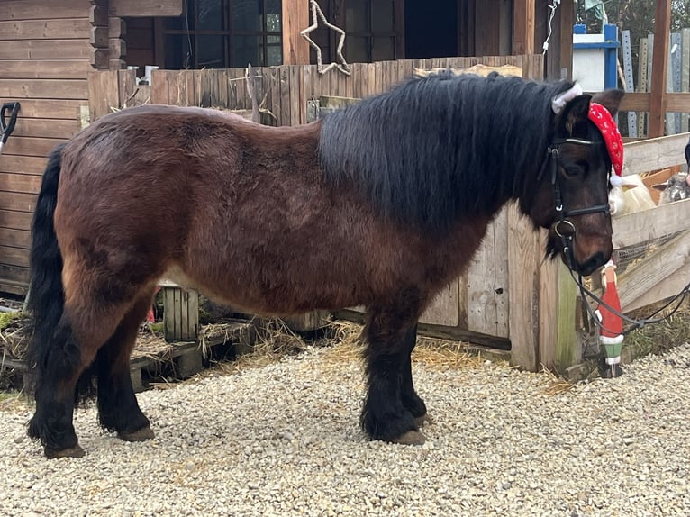 Altri pony/cavalli di piccola taglia Castrone 10 Anni 126 cm Baio in Ursensollen