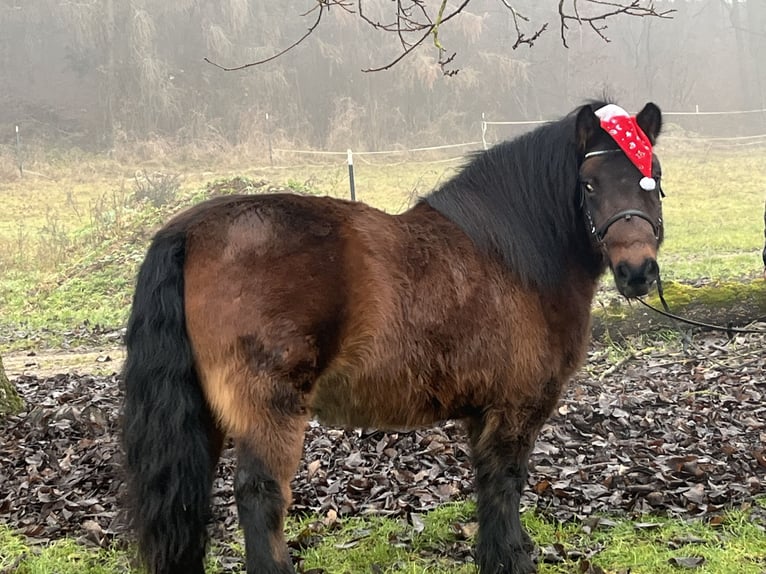 Altri pony/cavalli di piccola taglia Castrone 10 Anni 126 cm Baio in Ursensollen