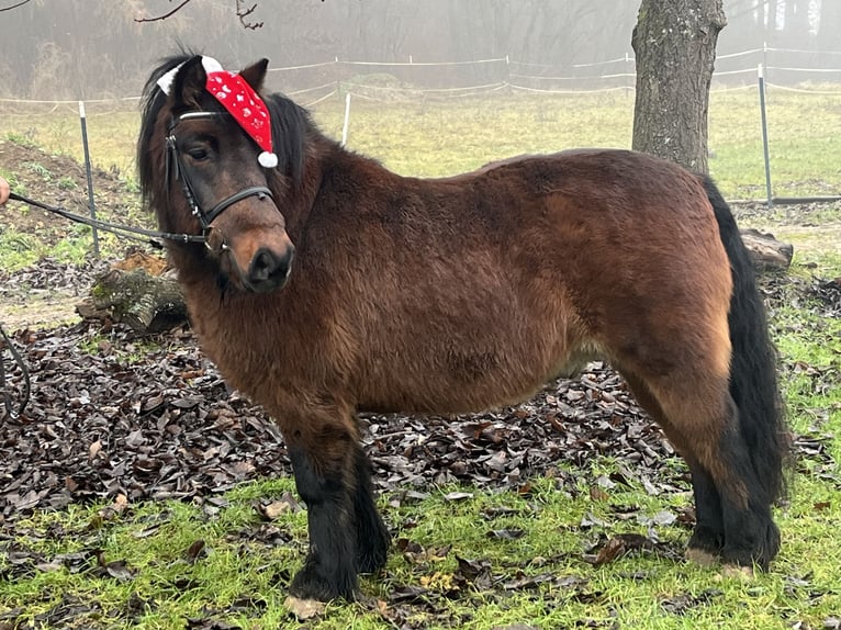 Altri pony/cavalli di piccola taglia Castrone 10 Anni 126 cm Baio in Ursensollen