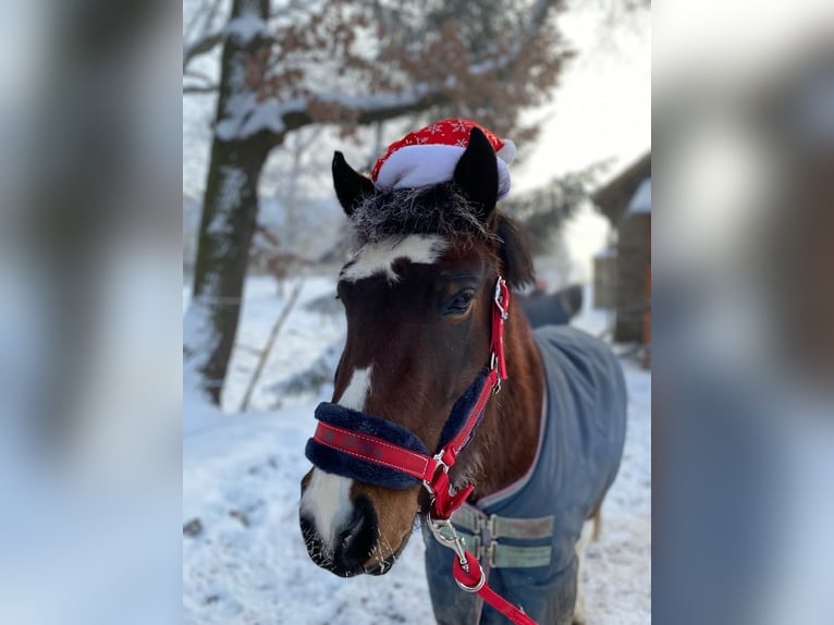 Altri pony/cavalli di piccola taglia Castrone 10 Anni 134 cm Baio in Netolice