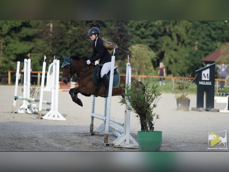 Altri pony/cavalli di piccola taglia Mix Castrone 10 Anni 137 cm Baio in Sankt Veit an der Glan