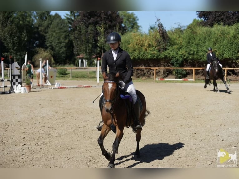 Altri pony/cavalli di piccola taglia Mix Castrone 10 Anni 137 cm Baio in Sankt Veit an der Glan