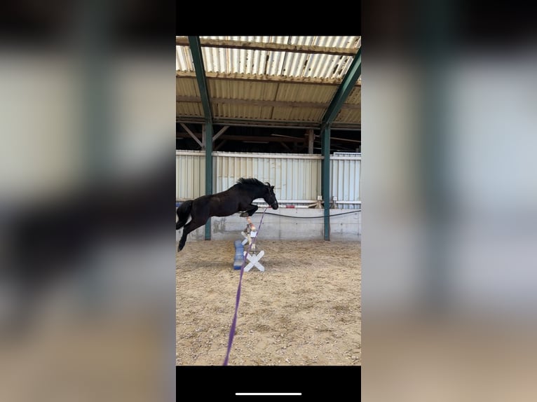 Altri pony/cavalli di piccola taglia Castrone 10 Anni 137 cm Morello in Amstetten