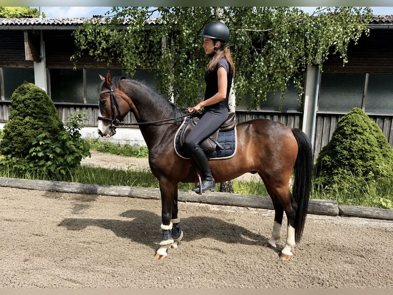 Altri pony/cavalli di piccola taglia Castrone 10 Anni 138 cm Baio in Pelmberg