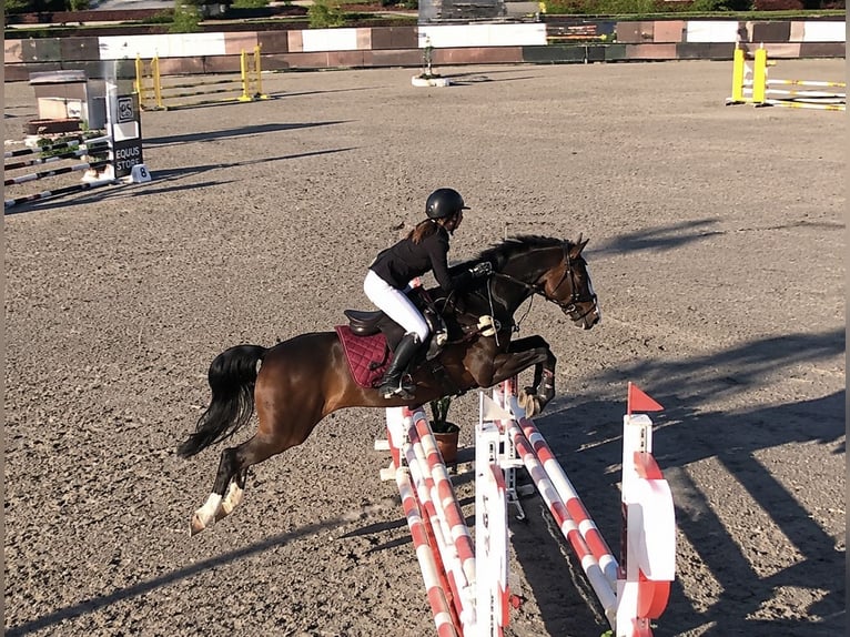 Altri pony/cavalli di piccola taglia Castrone 10 Anni 138 cm Baio in Pelmberg