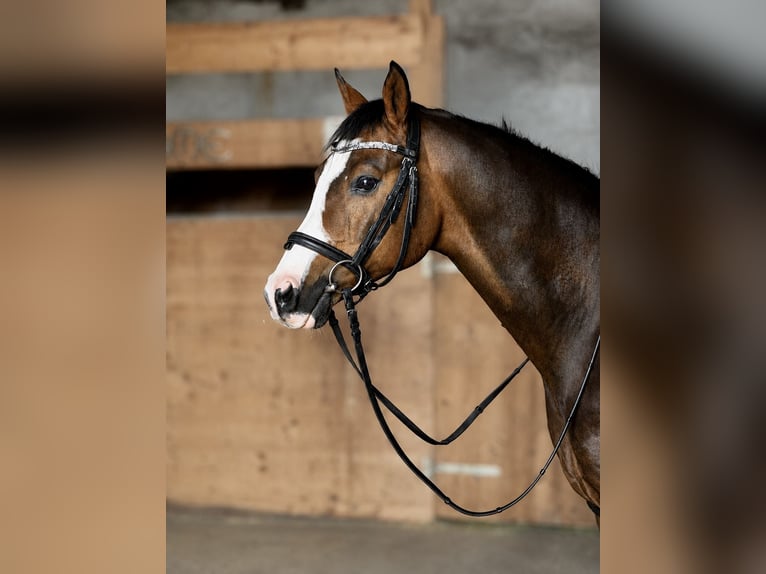 Altri pony/cavalli di piccola taglia Castrone 10 Anni 138 cm Baio in Pelmberg