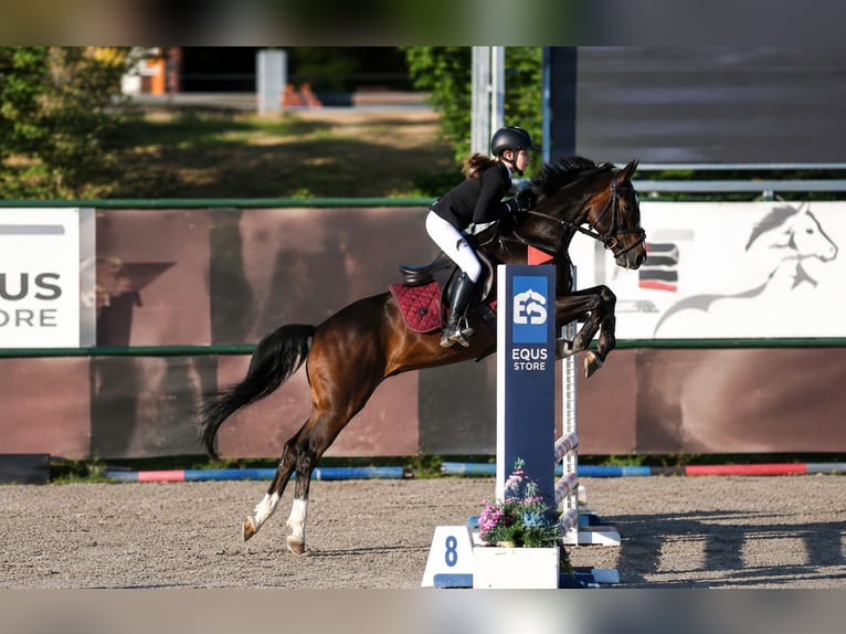Altri pony/cavalli di piccola taglia Castrone 10 Anni 138 cm Baio in Pelmberg