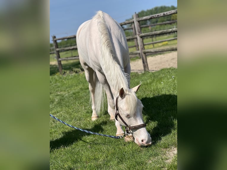 Altri pony/cavalli di piccola taglia Castrone 10 Anni 142 cm Cremello in Hasselt