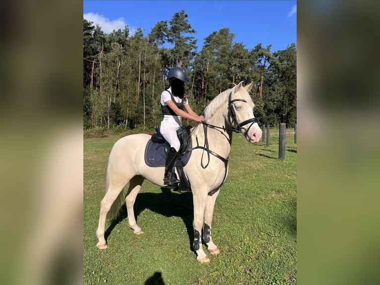 Altri pony/cavalli di piccola taglia Castrone 10 Anni 142 cm Cremello in Hasselt