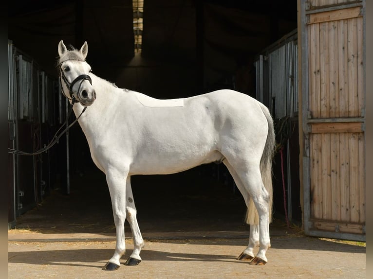 Altri pony/cavalli di piccola taglia Castrone 10 Anni 145 cm Grigio in Geilenkirchen