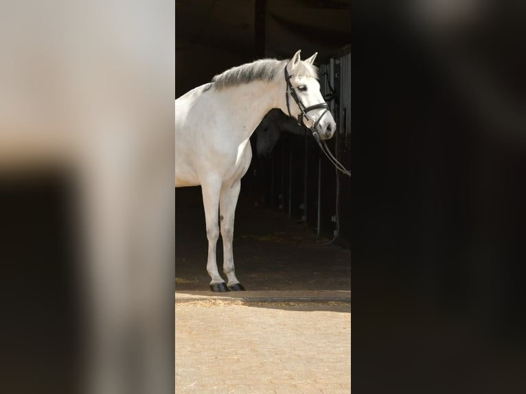 Altri pony/cavalli di piccola taglia Castrone 10 Anni 145 cm Grigio in Geilenkirchen