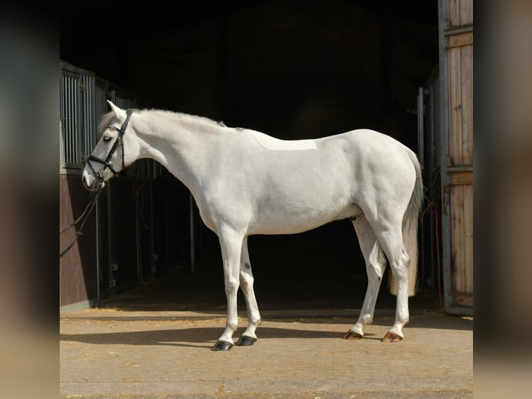 Altri pony/cavalli di piccola taglia Castrone 10 Anni 145 cm Grigio in Geilenkirchen