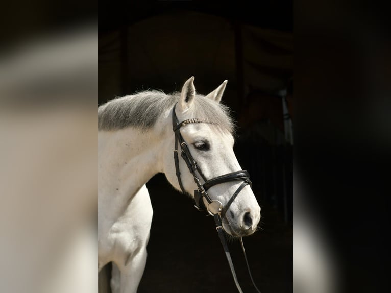 Altri pony/cavalli di piccola taglia Castrone 10 Anni 145 cm Grigio in Geilenkirchen