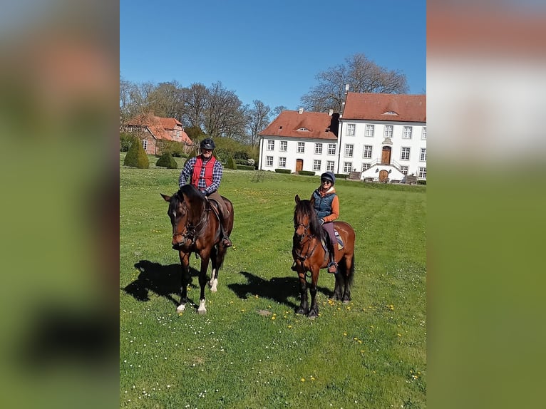 Altri pony/cavalli di piccola taglia Castrone 10 Anni 147 cm Baio in Delbrück