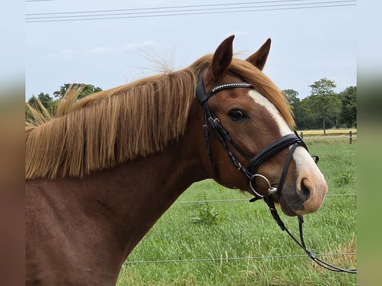 Altri pony/cavalli di piccola taglia Castrone 10 Anni 148 cm Sauro in Wachtendonk