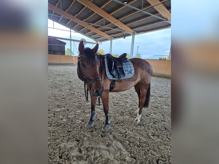 Altri pony/cavalli di piccola taglia Mix Castrone 10 Anni 155 cm Baio in Dittelbrunn