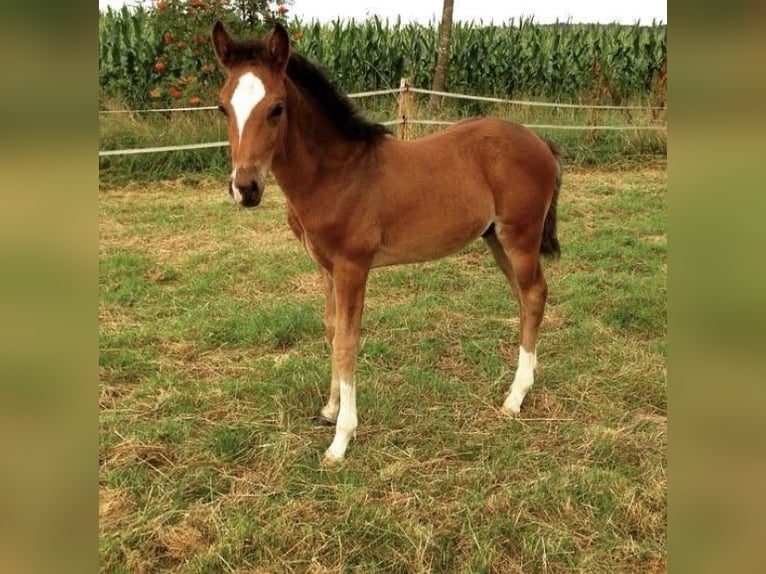 Altri pony/cavalli di piccola taglia Castrone 10 Anni 157 cm Baio scuro in Friedrichshafen