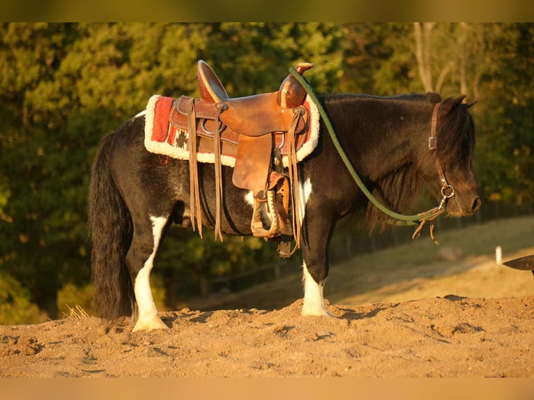 Altri pony/cavalli di piccola taglia Castrone 10 Anni 86 cm Pezzato in Fresno