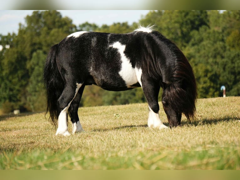Altri pony/cavalli di piccola taglia Castrone 10 Anni 86 cm Pezzato in Fresno