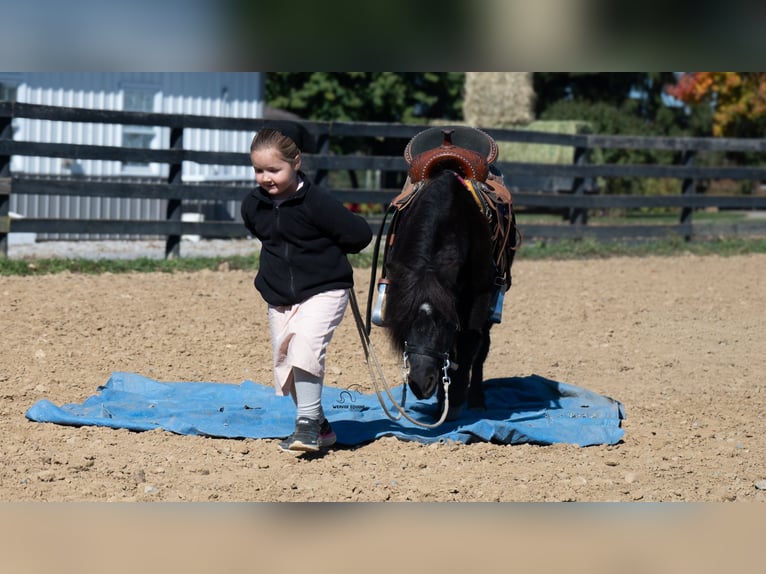 Altri pony/cavalli di piccola taglia Castrone 10 Anni 91 cm Morello in Fredericksburg