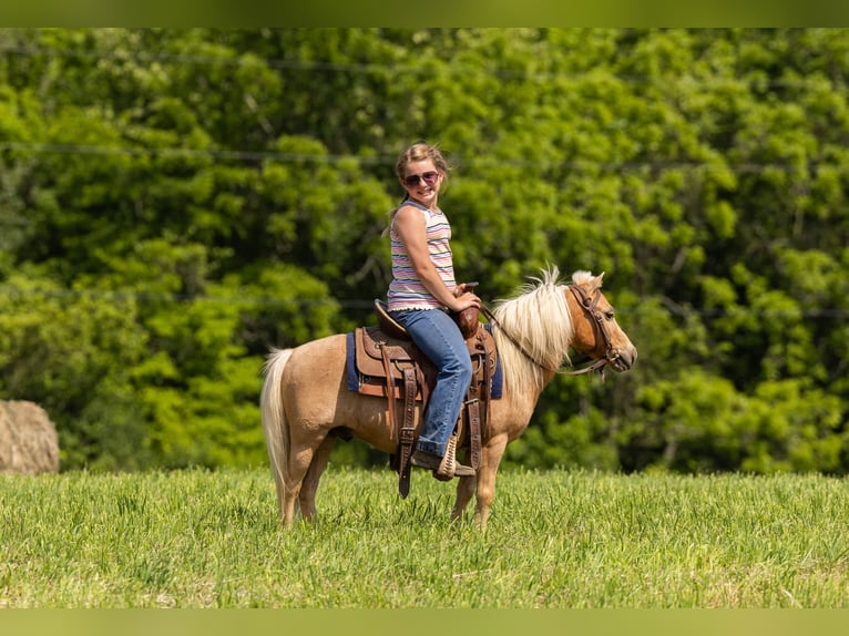 Altri pony/cavalli di piccola taglia Castrone 10 Anni 94 cm Palomino in Ewing