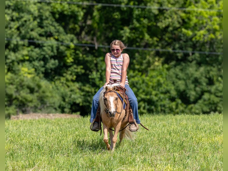 Altri pony/cavalli di piccola taglia Castrone 10 Anni 94 cm Palomino in Ewing