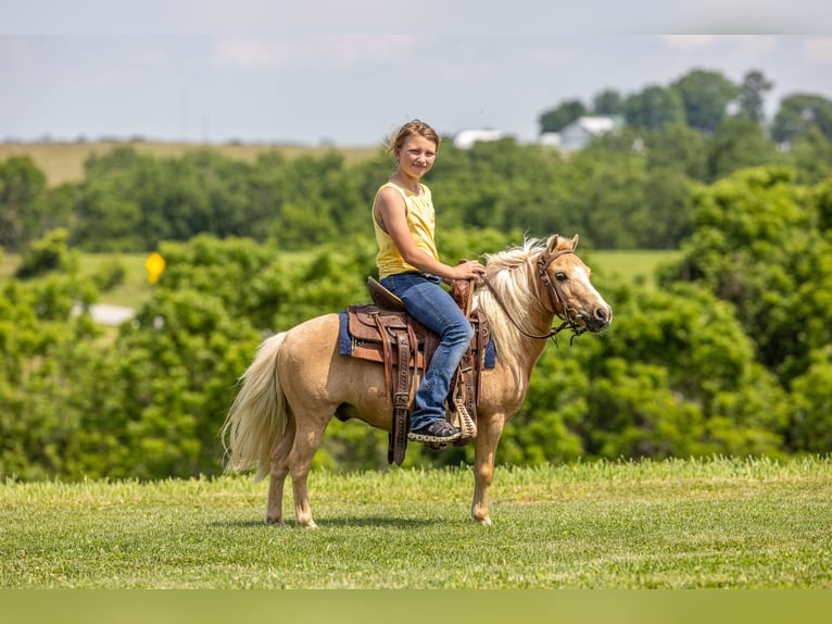 Altri pony/cavalli di piccola taglia Castrone 10 Anni 94 cm Palomino in Ewing