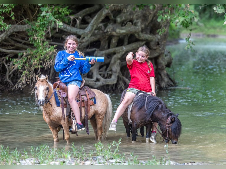 Altri pony/cavalli di piccola taglia Castrone 10 Anni 94 cm Palomino in Ewing
