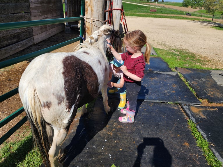 Altri pony/cavalli di piccola taglia Castrone 10 Anni 95 cm Pezzato in Bellevue