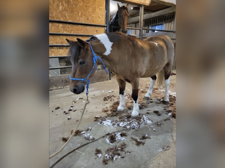 Altri pony/cavalli di piccola taglia Castrone 10 Anni 99 cm Pezzato in Oelwein