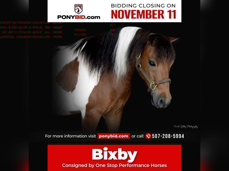 Altri pony/cavalli di piccola taglia Castrone 10 Anni 99 cm Pezzato in Oelwein