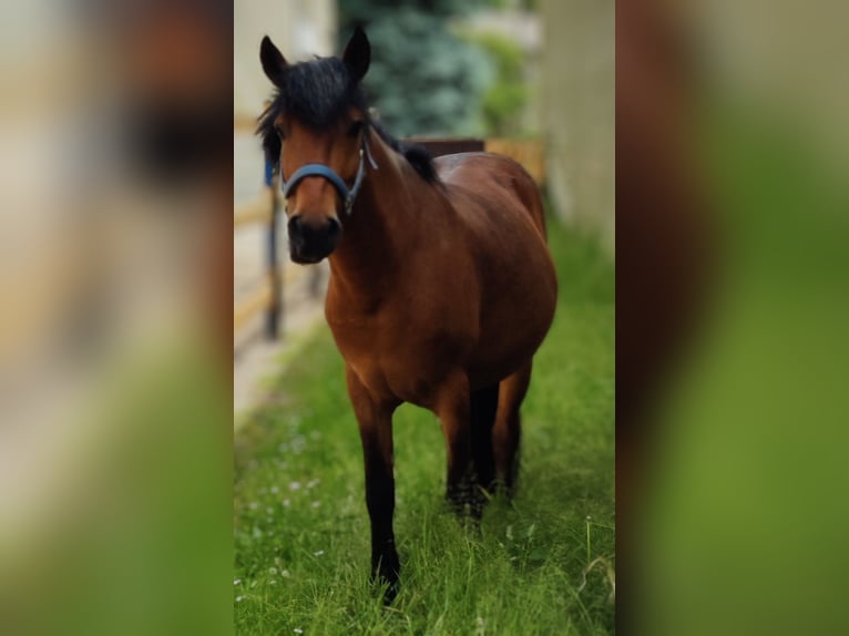 Altri pony/cavalli di piccola taglia Castrone 10 Anni Baio in Mannheim Mannheim