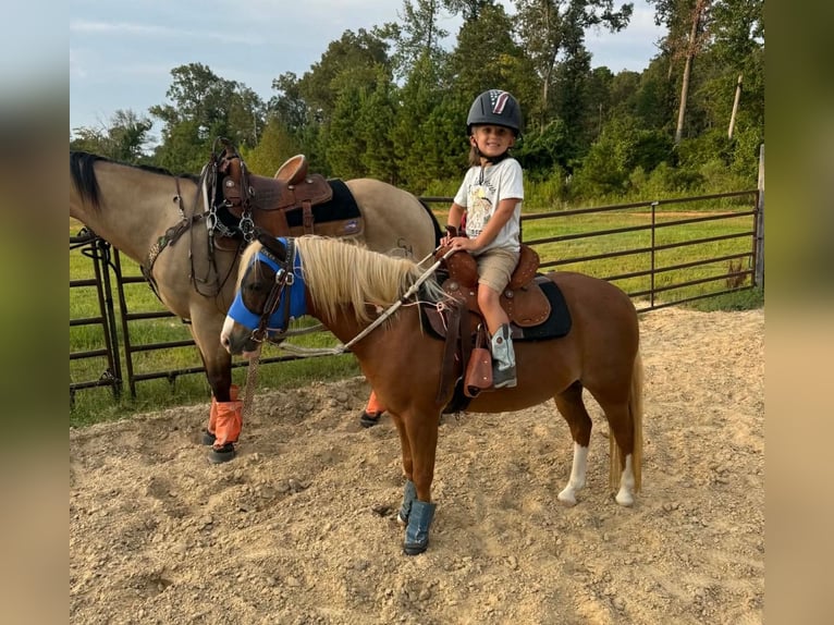 Altri pony/cavalli di piccola taglia Castrone 10 Anni Palomino in Cisco