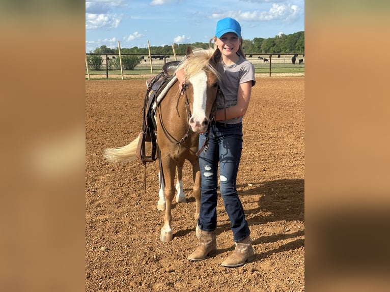 Altri pony/cavalli di piccola taglia Castrone 10 Anni Palomino in Cisco