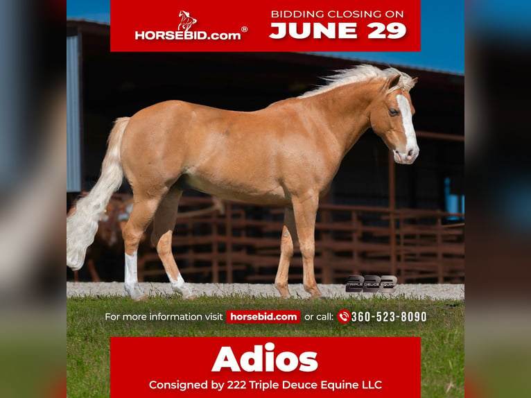 Altri pony/cavalli di piccola taglia Castrone 10 Anni Palomino in Cisco