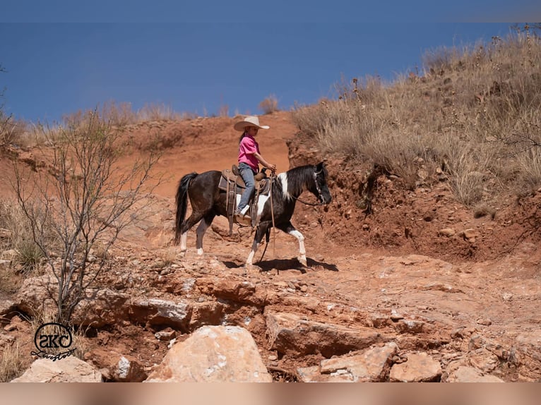 Altri pony/cavalli di piccola taglia Castrone 10 Anni Pezzato in Canyon