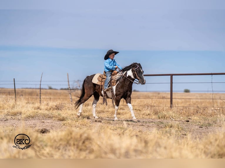 Altri pony/cavalli di piccola taglia Castrone 10 Anni Pezzato in Canyon