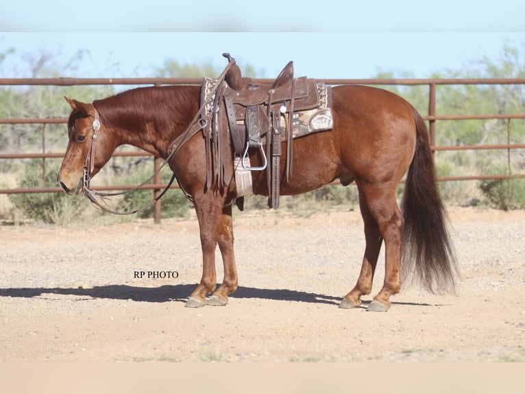 Altri pony/cavalli di piccola taglia Castrone 10 Anni Sauro ciliegia in Park City