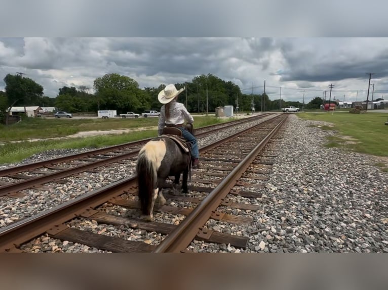 Altri pony/cavalli di piccola taglia Castrone 11 Anni 104 cm in Weatherford, TX