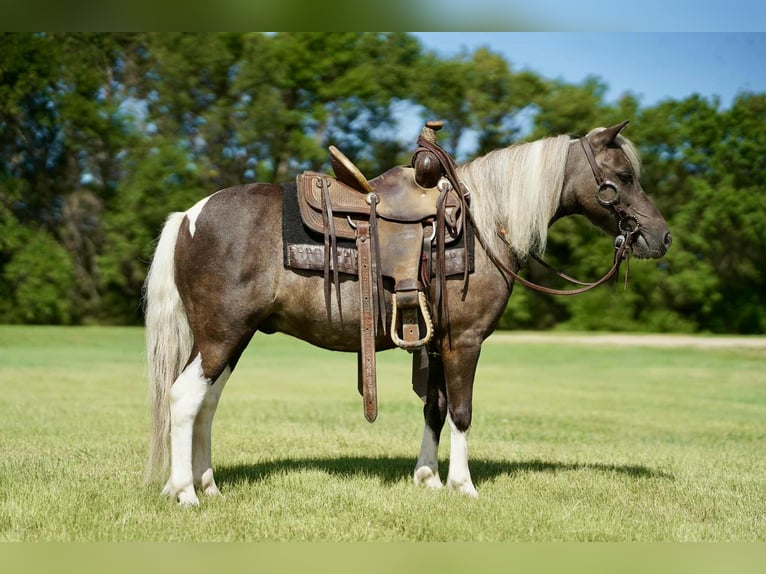 Altri pony/cavalli di piccola taglia Castrone 11 Anni 107 cm Pezzato in Corsica