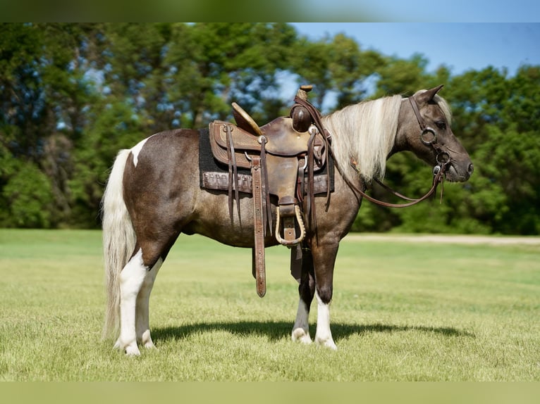 Altri pony/cavalli di piccola taglia Castrone 11 Anni 107 cm Pezzato in Corsica